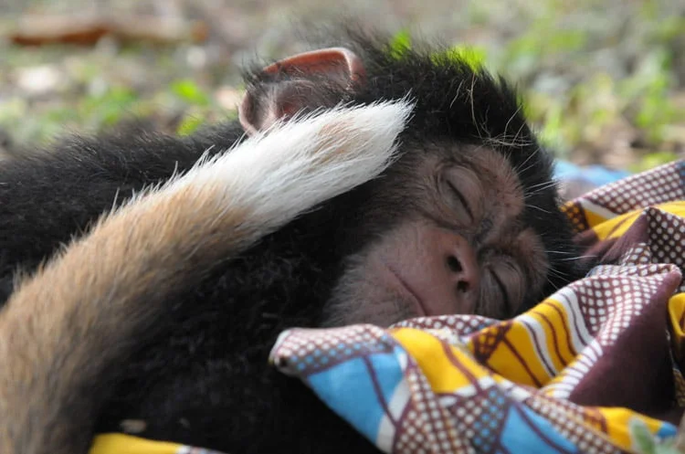 perra brinda consuelo