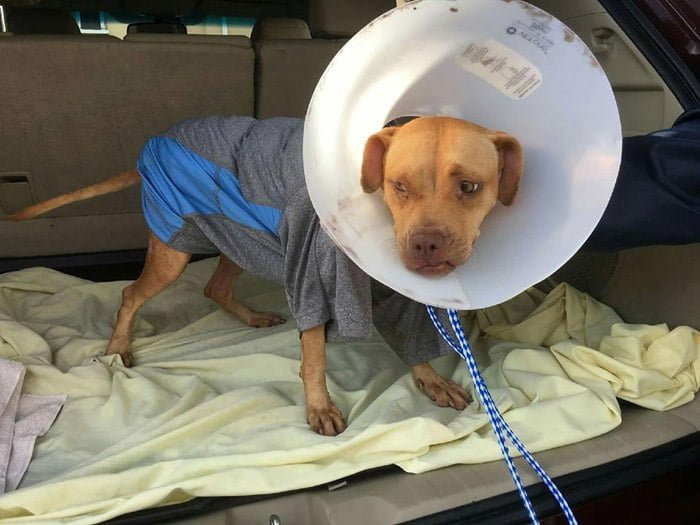 perra recuperándose