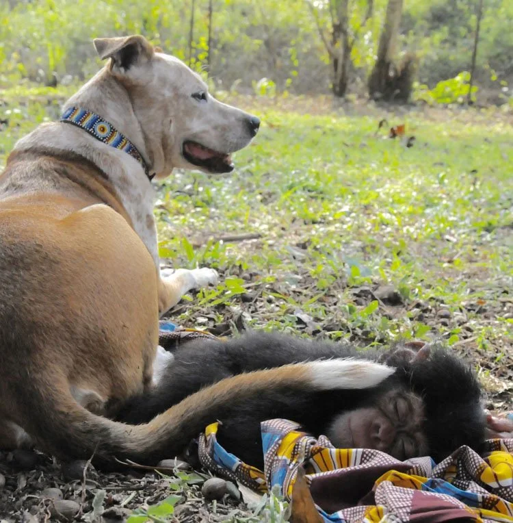 perra solidaria con chimpancé