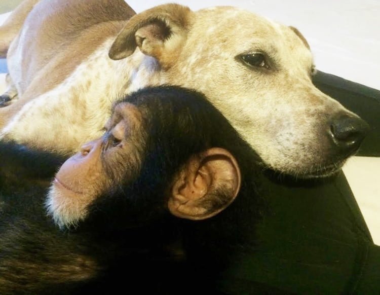 perra y chimpancé