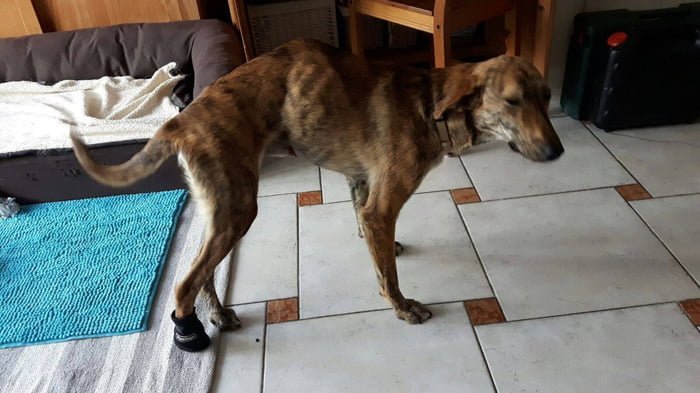 perro con coluimna fracturada