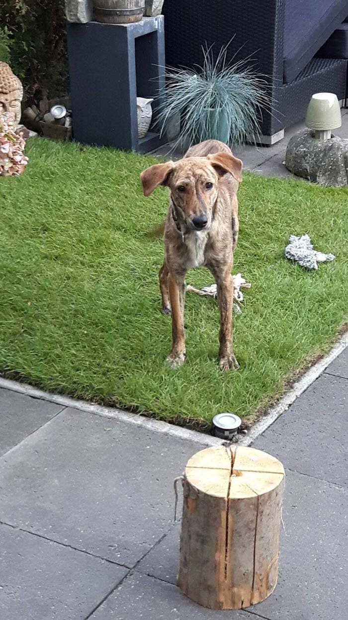 perro encontrado en la carretera
