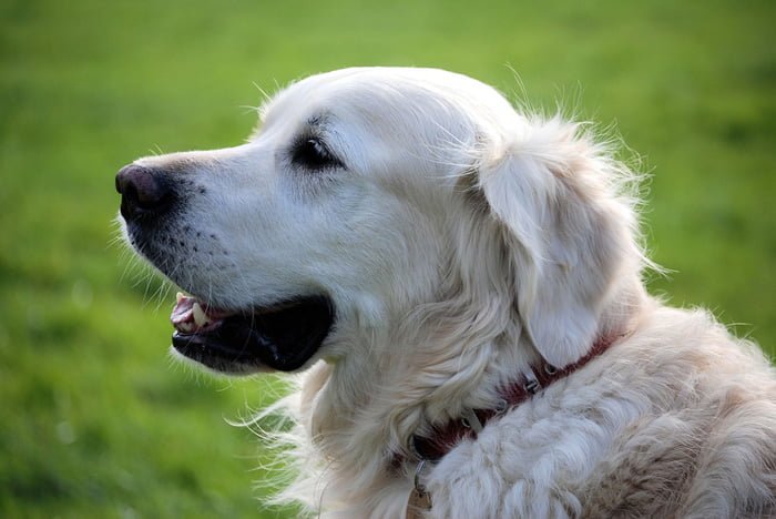 pueden los perros contraer gusanos de la carne cruda