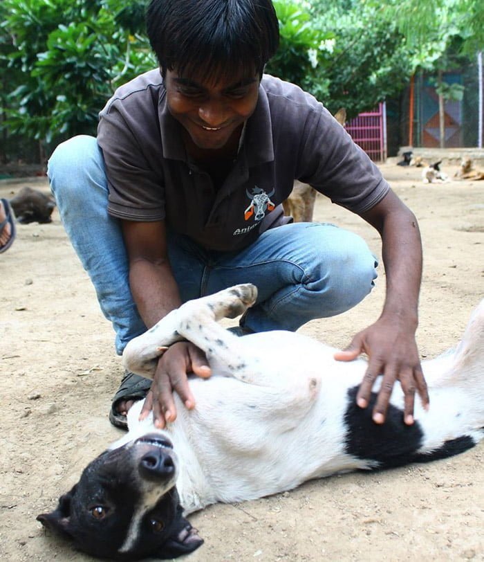 perro se curó de sarna