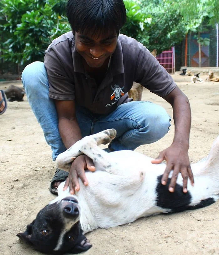 Jerrry perro se curó de sarna
