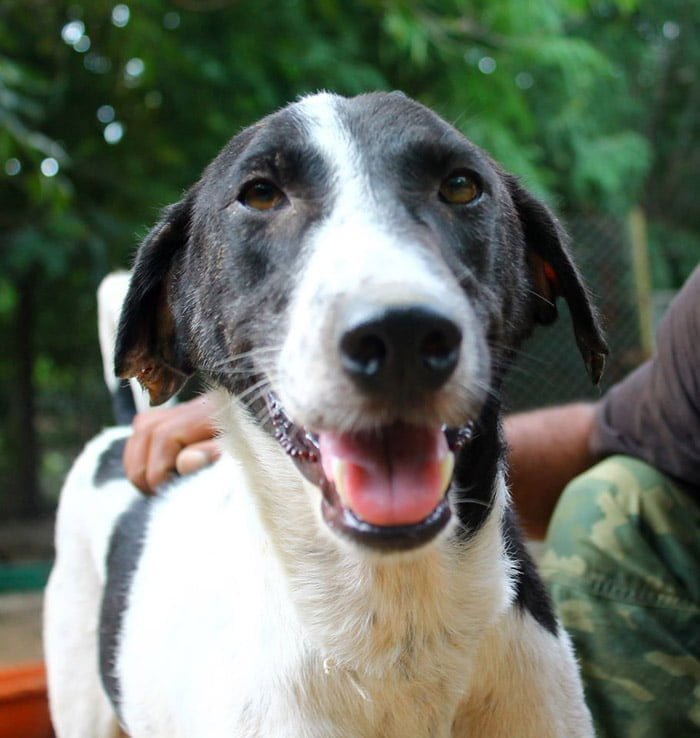 perro se recuperó de sarna