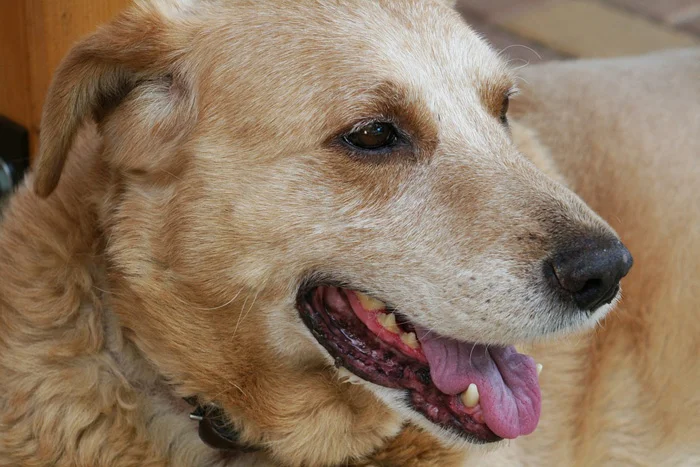  perro viejo, evitar que tu perro ladre