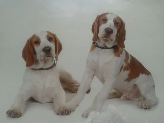 Harry y Hansum perros hermanos