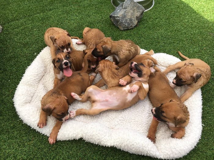 perros