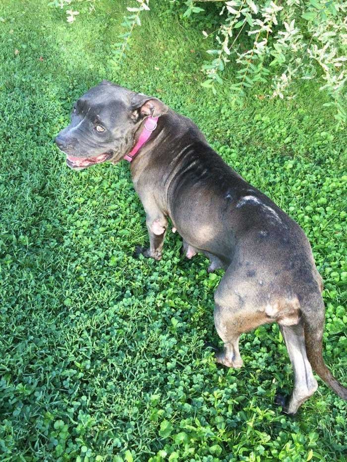 pitbull