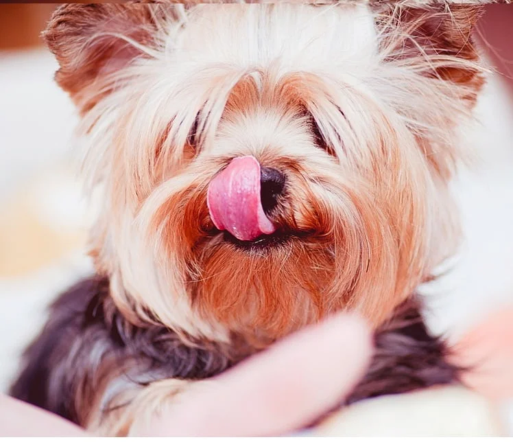 ¿Por qué lamen los perros? por qué lamen los perros, perro con la lengua afuera