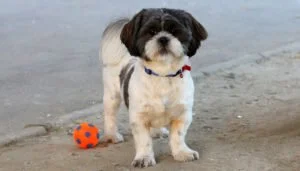 ¿Por qué lamen los perros? Los perros también lamen para recibir atención Los perros también lamen para recibir atención
