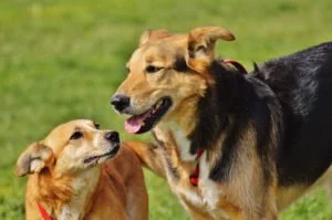 ¿Por qué lamen los perros? Por medio de lametazos también demuestran su sumisión y respeto Por medio de lametazos también demuestran su sumisión y respeto