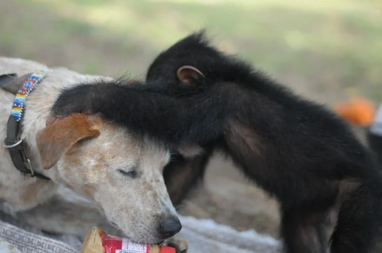 princess y chimpancé