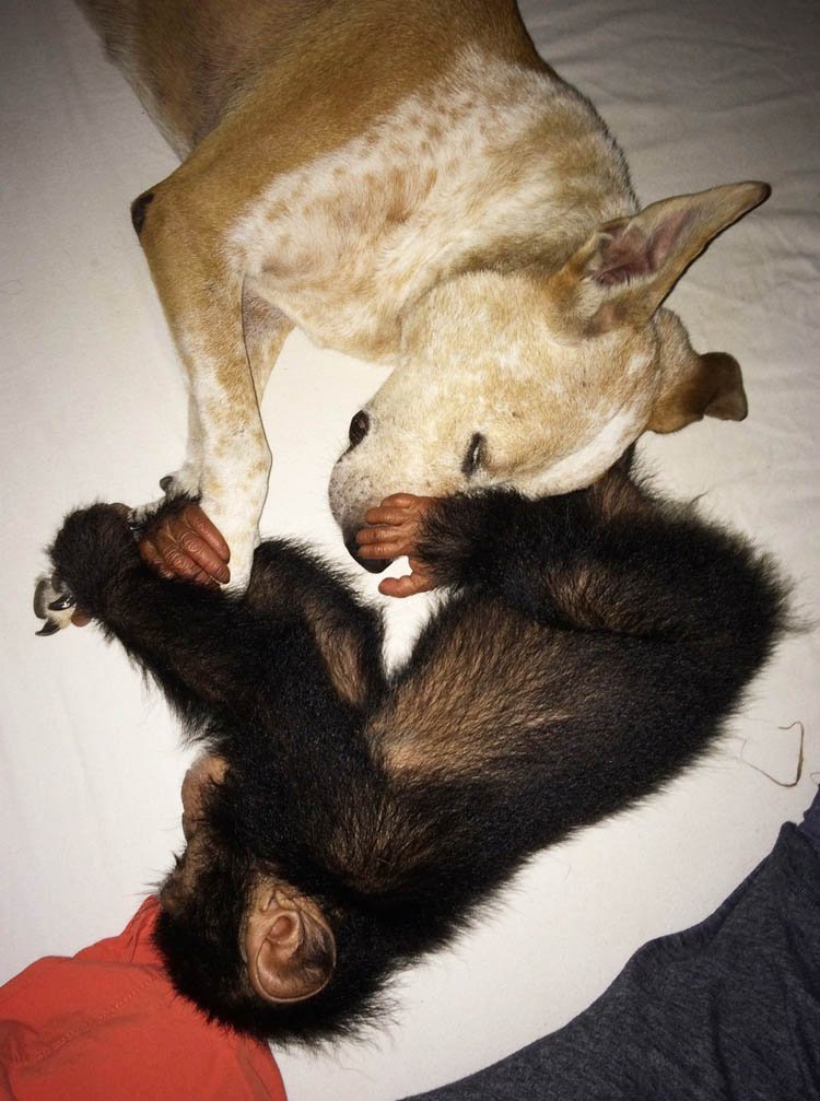 princesa y chimpancés