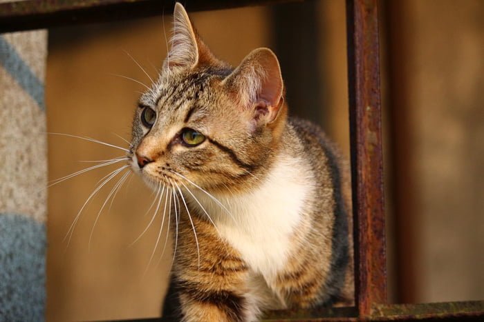 sarna en gatos, gatos