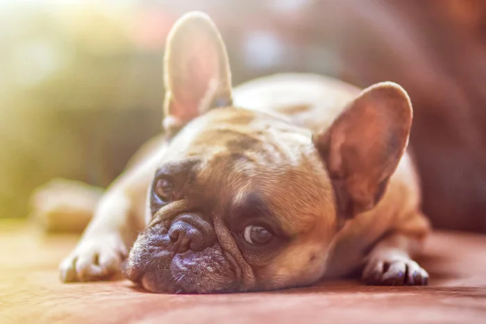 La higiene es un factor fundamental a la hora de prevenir la sarna en los perros