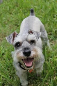  schnauzer, evitar que tu perro ladre