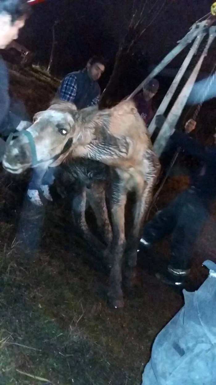 Bomberos levantan caballo