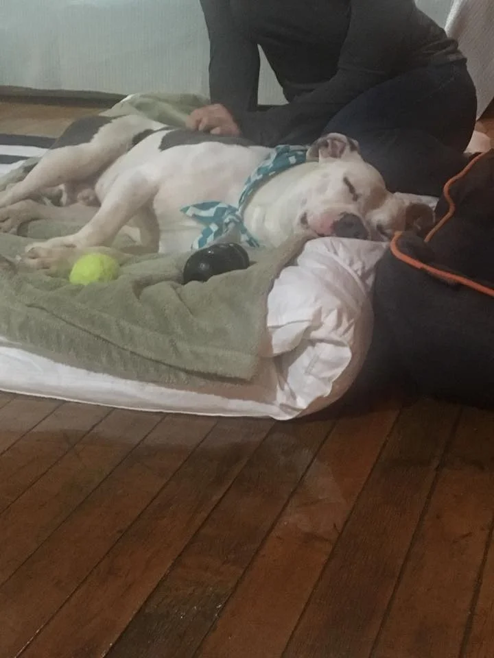 Boo en su hogar de acogida