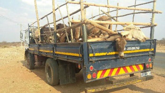 Burros están siendo utilizados en el lejano oriente para fines medicinales
