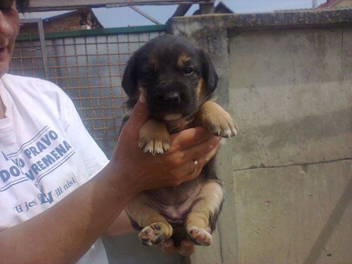 Cachorro rescatado Cachorro rescatado