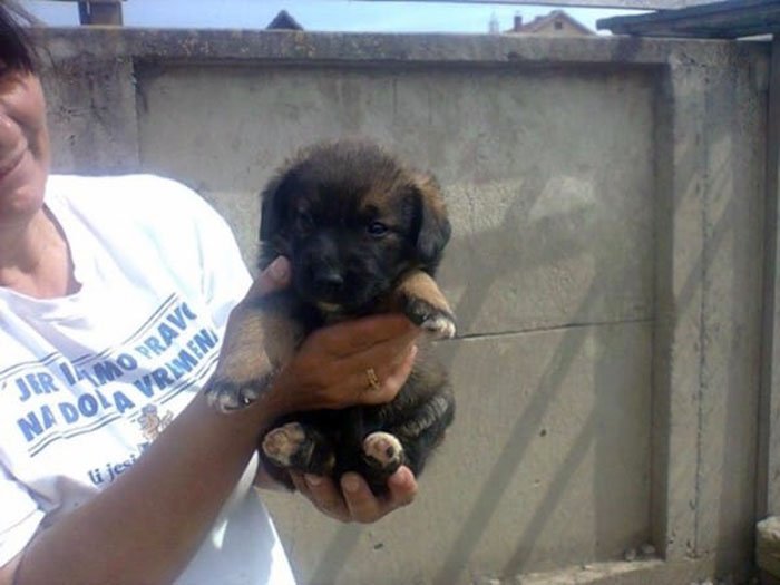Cachorro