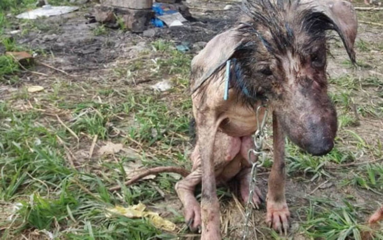 En Irán encadenan a los perros para que mueran de hambre