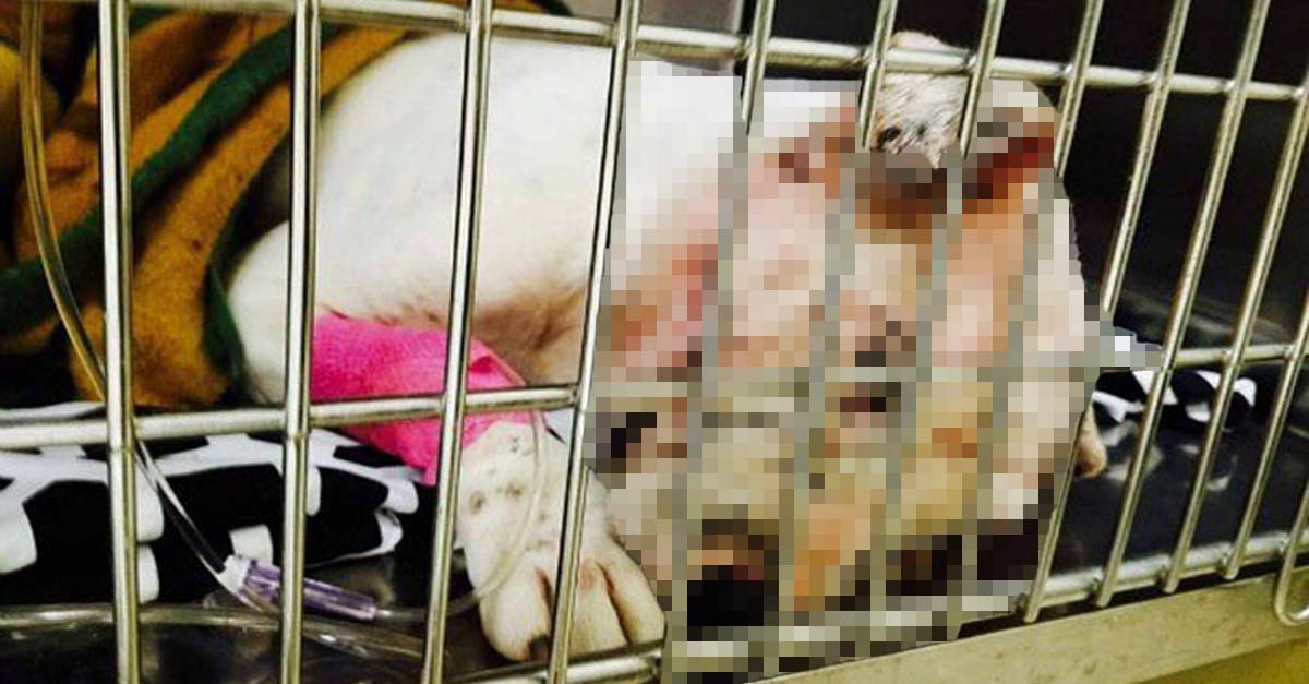 Esta perra fue utilizada como cebo para entrenar a perros de pelea