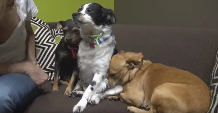 Fred, Ricky y Ethel