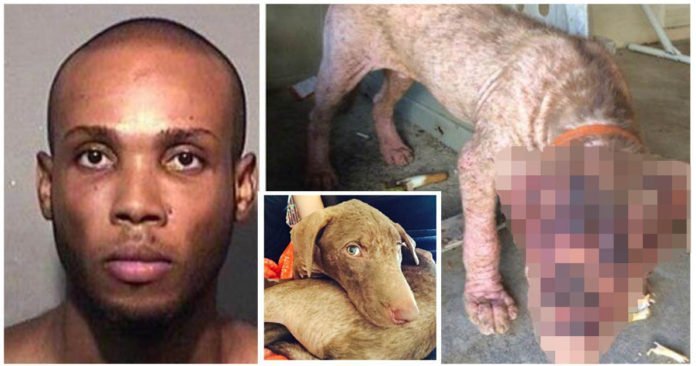 Hombre fue arrestado por maltratar a su perro