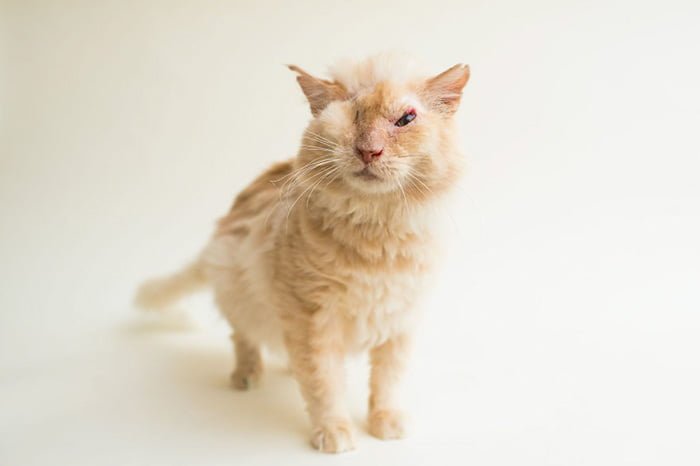 Gato amoroso fue rociado con ácido