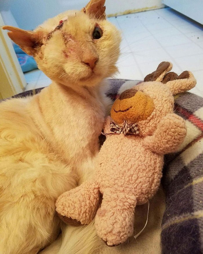 Gato fue rociado con ácido
