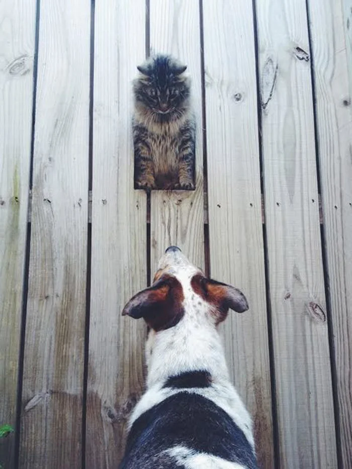 Gato curioseando Gato