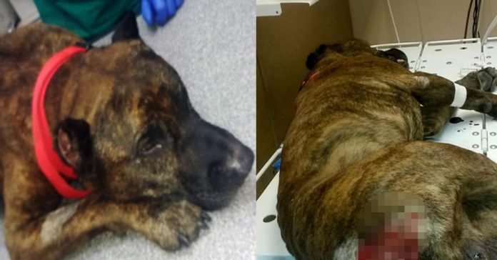 Hombre que mantuvo a su perro pit bull como esclavo sexual ha quedado injustamente libre de cargos