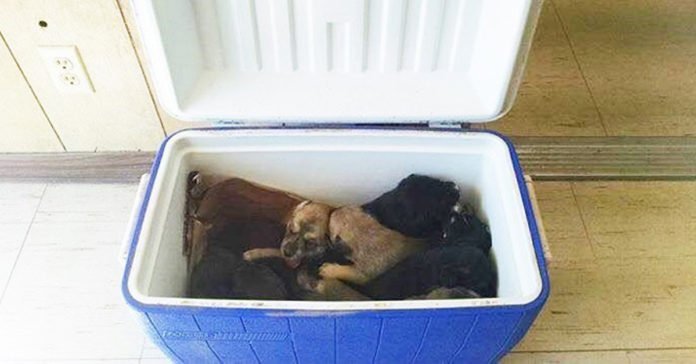 Nueve cachorros abandonados fueron encontrados en un refrigerador