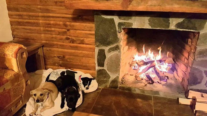 Patita y su familia perruna