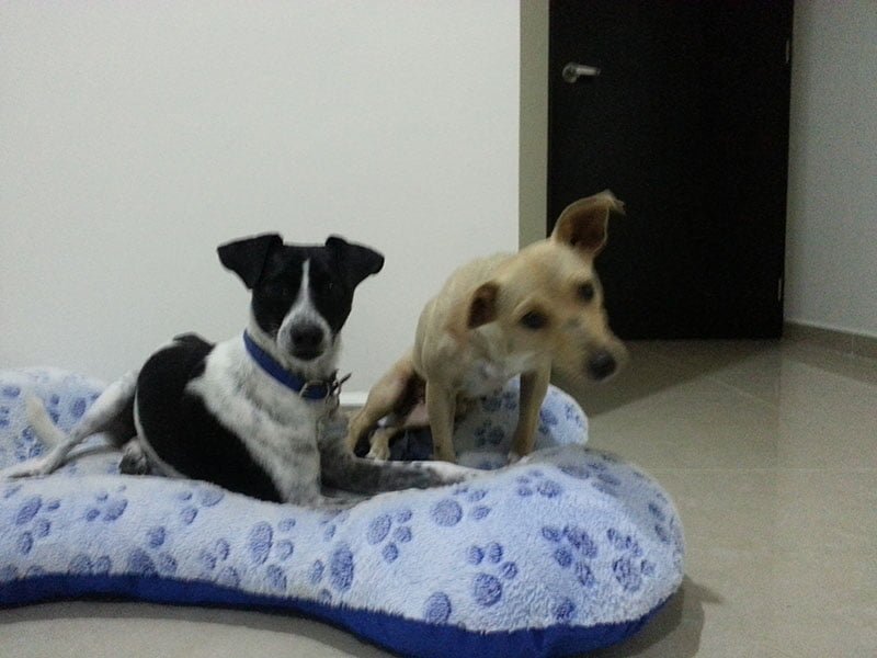 Patita y su hermano