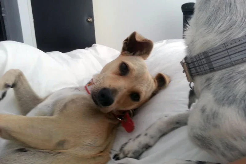 Patita Patita