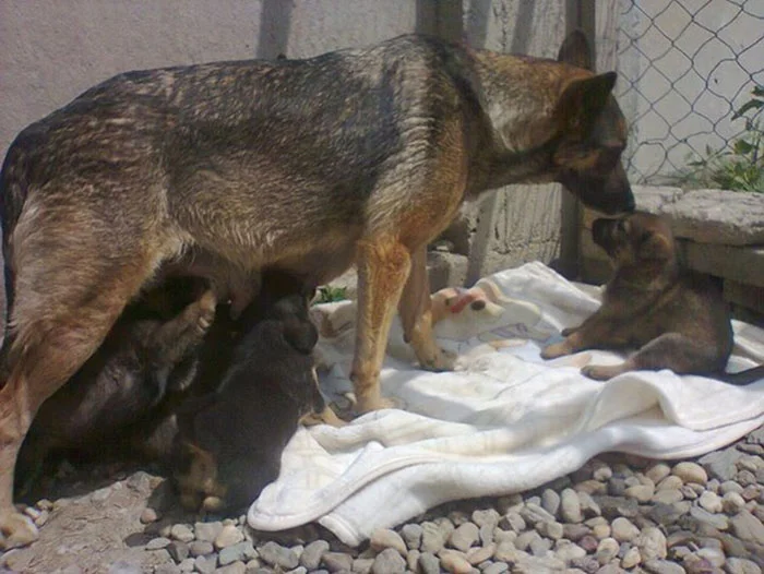 Perra alimenta a sus cachorros