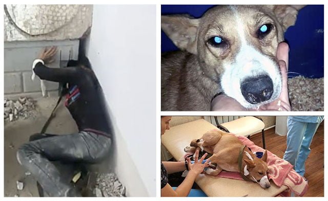 Perra fue liberada después de estar atrapada tres años en un agujero