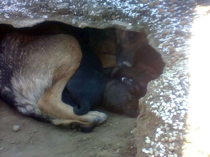 Perra vivía con sus cachorros en el cementerio