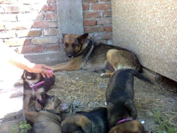 Perra y sus cachorros