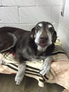 Perro abandonado en un refugio Perro abandonado en un refugio