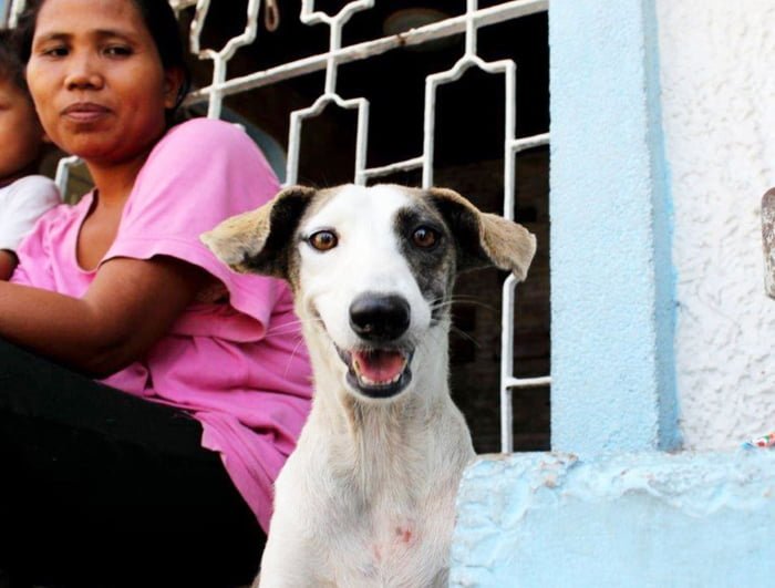 Perro callejero feliz