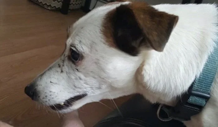 Buster Perro detectó cáncer de mama en su humano