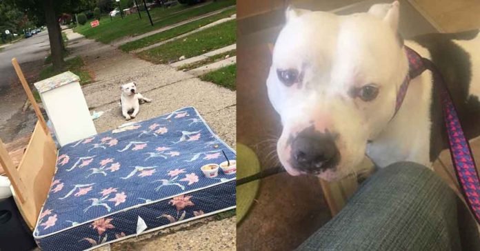 Perro esperó por horas junto a la basura el regreso de su familia Perro esperó por horas junto a la basura el regreso de su familia