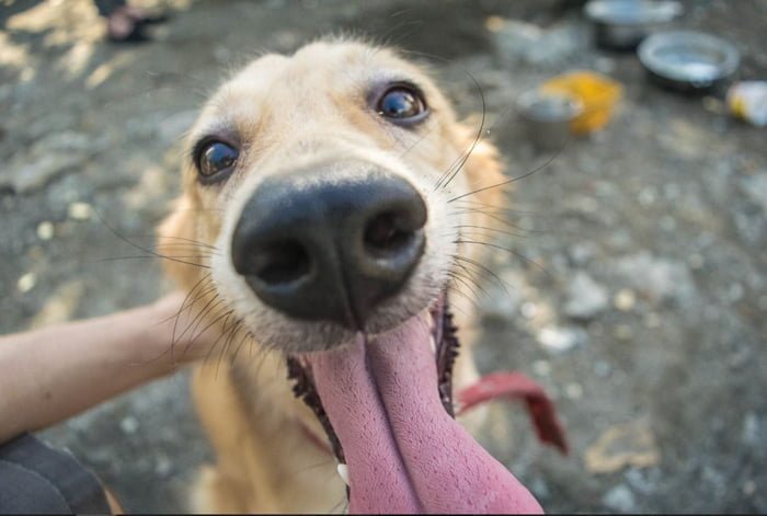 Perro feliz