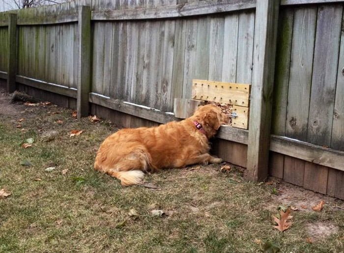 Perro esperando a sus amigos a través de una cerca Perro haciendo visita a su vecino