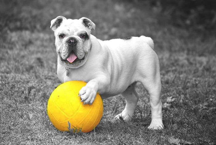 Perro jugando con una pelota